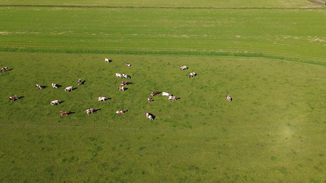 Drone shot of cows moving on a big pasture. | Premium Stock Video Footage