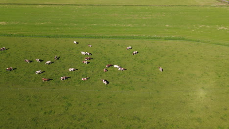 drone shot of cows moving on a big pasture.