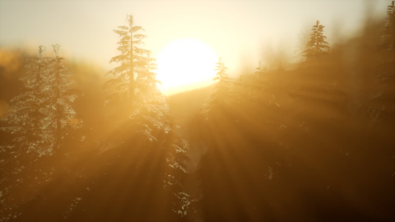 bosque de pinos al amanecer con cálidos rayos de sol