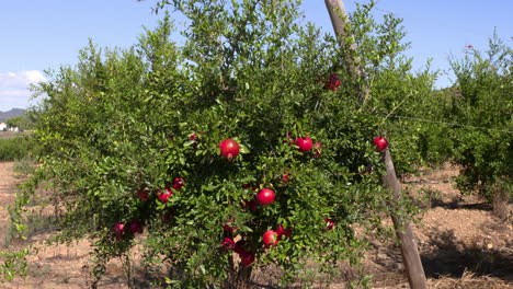 Un-Hermoso-Arbusto-Verde-Con-Varios-Arbustos-Rojos-Maduros