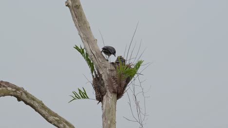 seen wagging its tail up and down while feeding and checking on its babies then flies away to the right, ashy woodswallow artamus fuscus, thailand