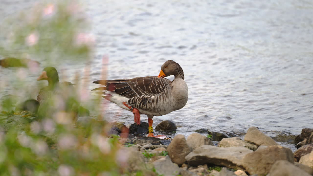 Greylag Goose Anser Preen Feathers Or Grooming Standing at Stony Shore Riverbank - close up slow motion
