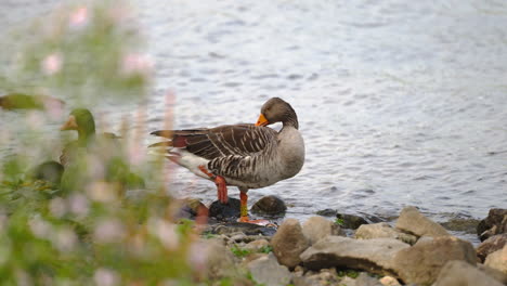 el ganso gris considera las plumas o el aseo de pie en la orilla pedregosa del río - movimiento lento de cerca