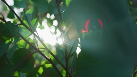 lens flares, dof, slow motion: sun beams shining through leaves with abstract bokeh and multiple lens flares in slow motion