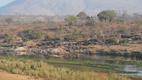 Un-Lapso-De-Tiempo-De-Una-Gran-Manada-De-Búfalos-Moviéndose-A-Lo-Largo-De-Un-Pozo-De-Agua,-Parque-Nacional-Kruger