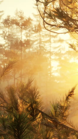 a beautiful sunset in a forest