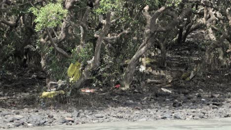 los manglares en la playa de carter road en mumbai, india
