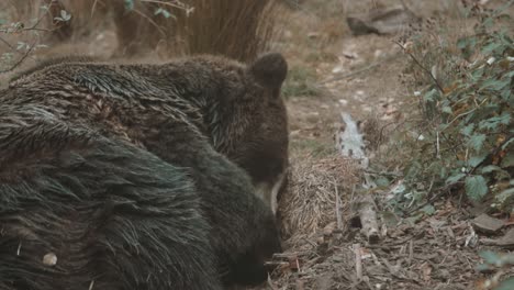 bear laying down to sleep in slow motion