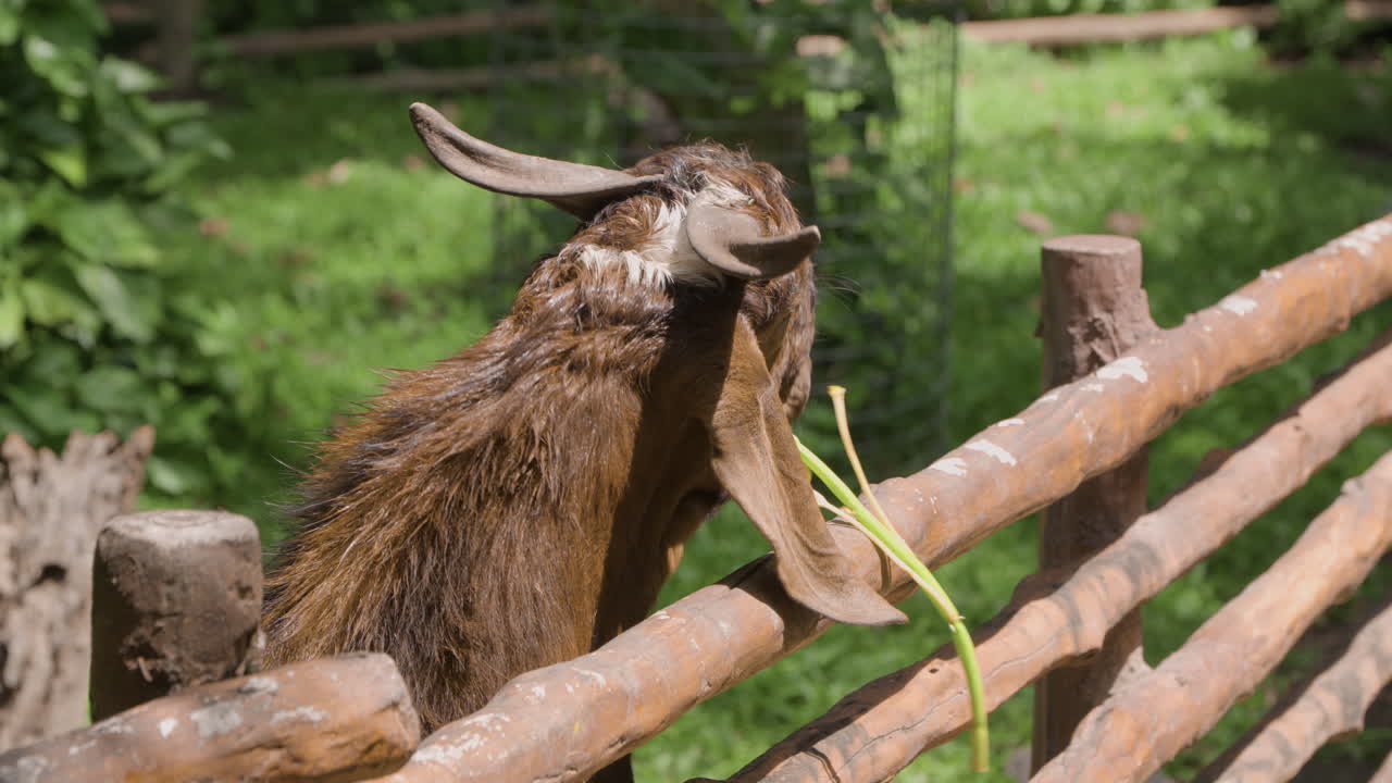 Primo piano di una capra marrone che mangia foglie verdi in una fattoria