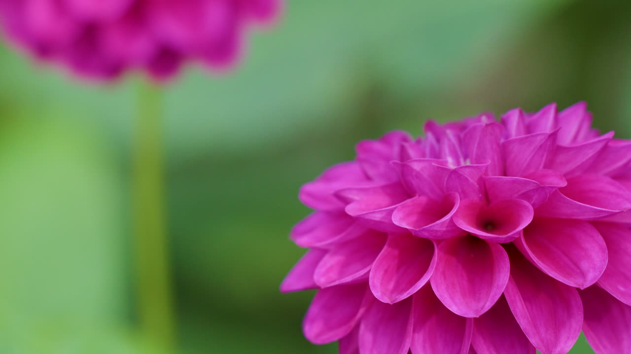 Fiore di dalia rosa vivido in macro, profondità di campo ridotta, leggero movimento della fotocamera, luce naturale