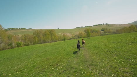 active purebred horses race galloping along green meadow