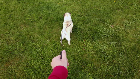 a pet pug dog looks alert as she's taken for a walk on a leash in a field, shot from the point of view of it's owner using a gimbal