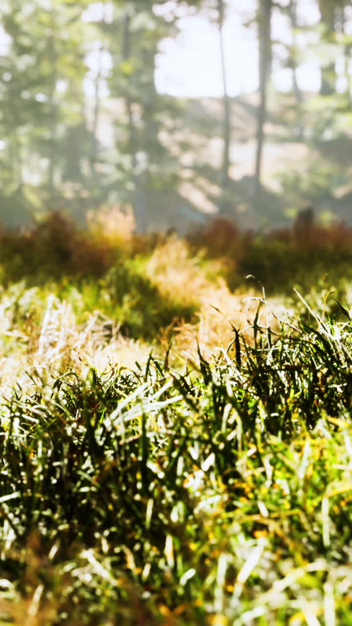 cerca de la hierba verde en un bosque