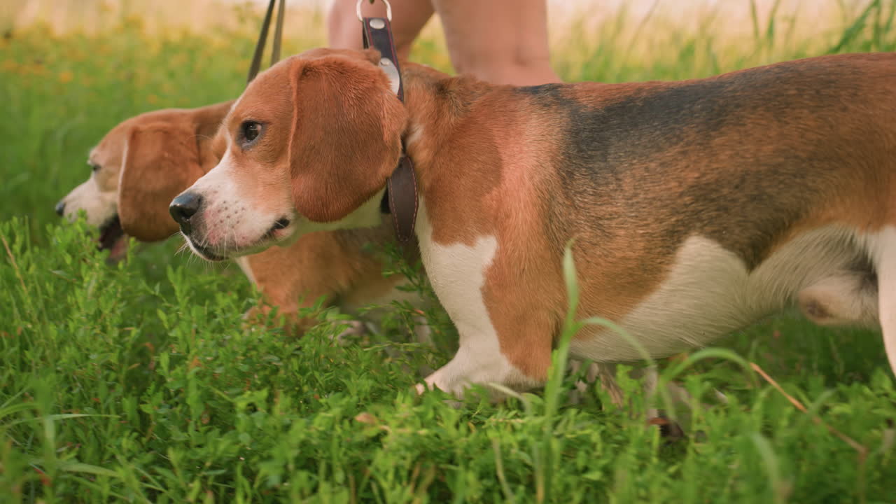 vista lateral del dueño del perro caminando con dos perros en la correa mientras uno de los perros se lamia la nariz mientras explora los alrededores de hierba, el fondo presenta una vegetación vibrante