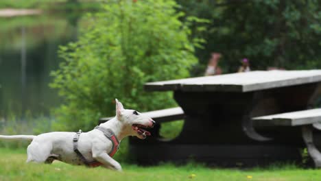 un pequeño terrier blanco salta para atrapar un juguete pero lo pierde y lo persigue
