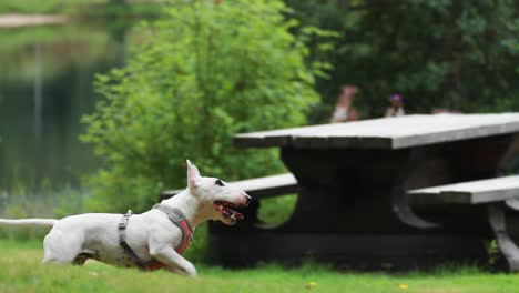 a small white terrier jumps to catch a toy but misses and chases it