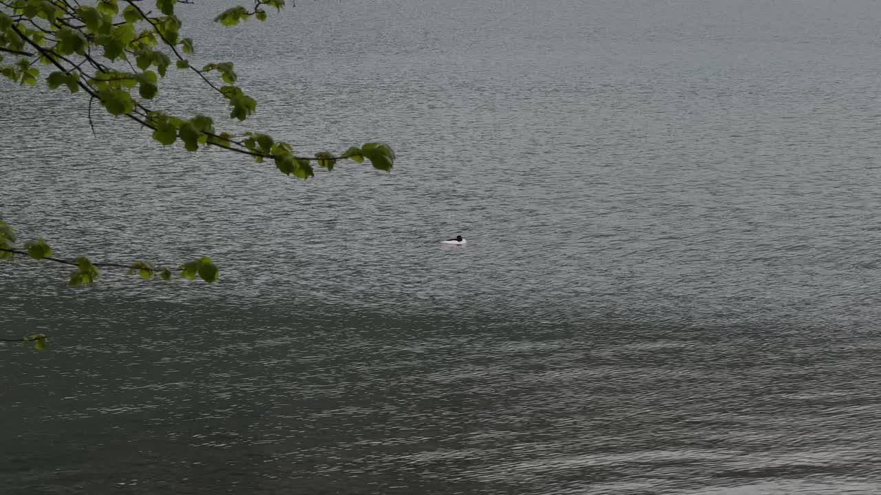 Migratory bird above Walensee lake Switzerland Swiss water texture ripples waves