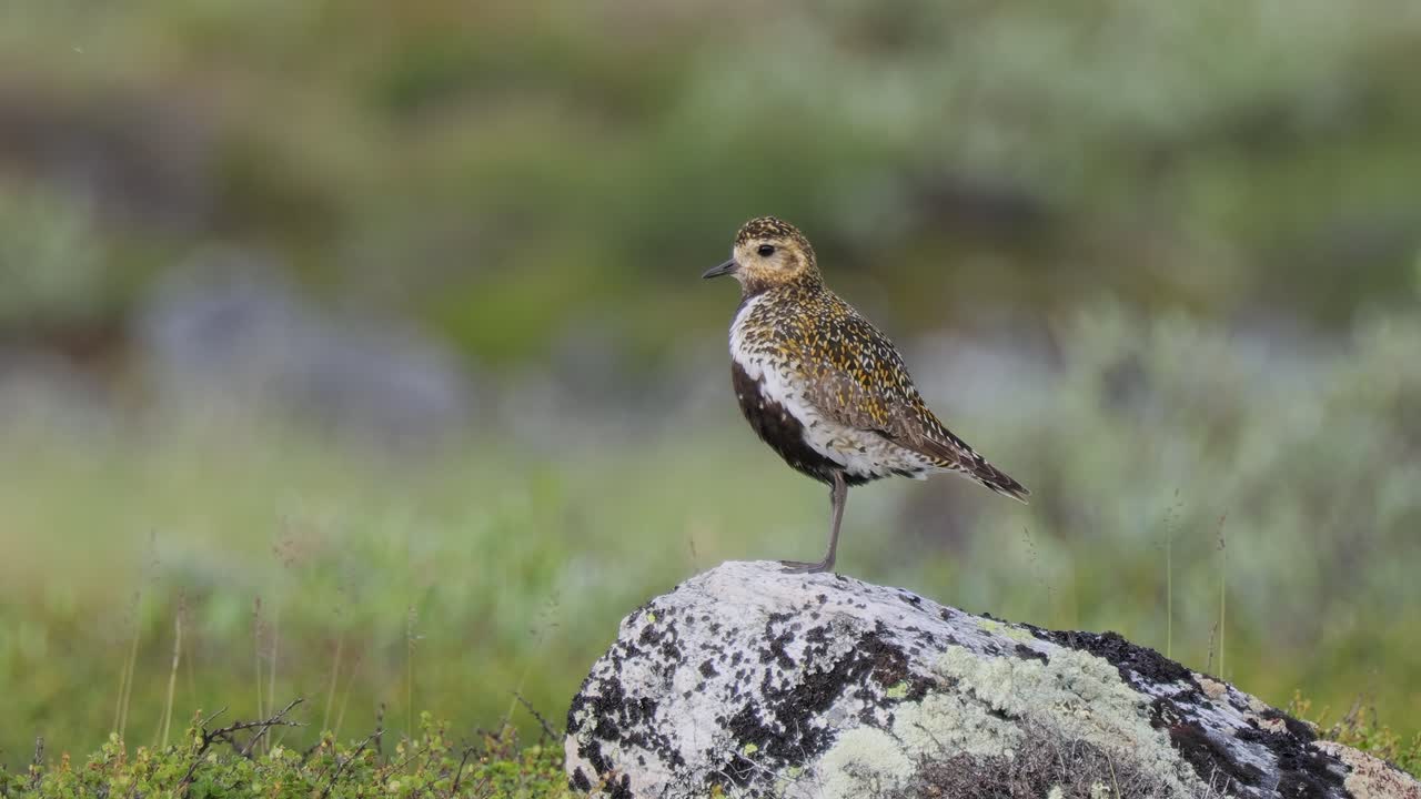 el plover dorado europeo (pluvialis apricaria), el parque nacional dovrefjell sunndalsfjella, en noruega.