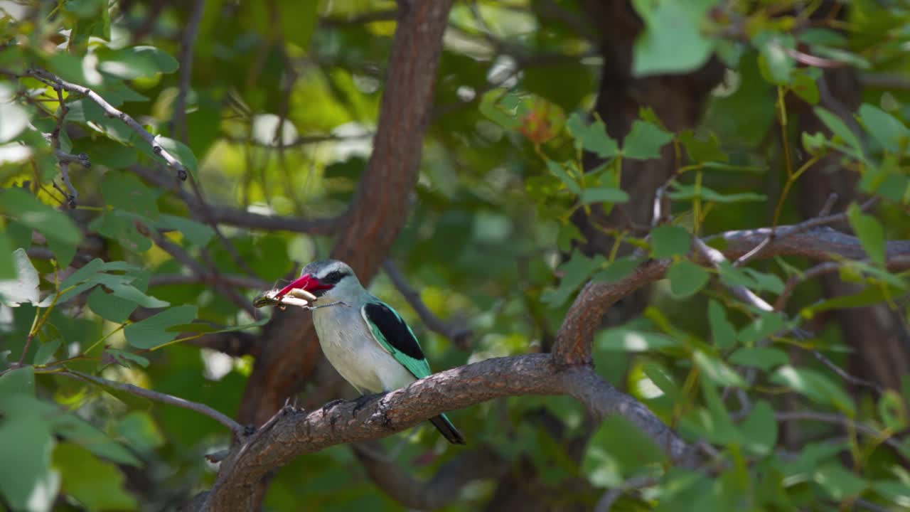 pájaro pescador de bosque posado en la rama de un árbol comiendo un insecto grande