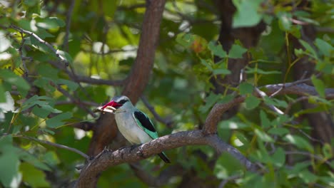 woodland kingfisher bird perching on tree branch eating large insect