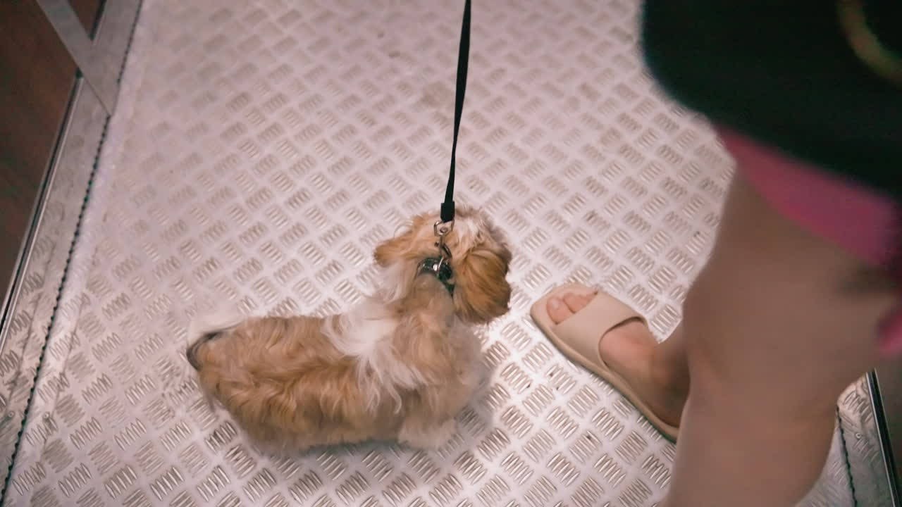 Small Canine On Elevator Surface, Pet Standing On Metallic Floor Above, Miniature Dog Closeup On Textured Elevator Surface, Small Dog With Leash On Elevator Floor Observed From Overhead Viewpoint