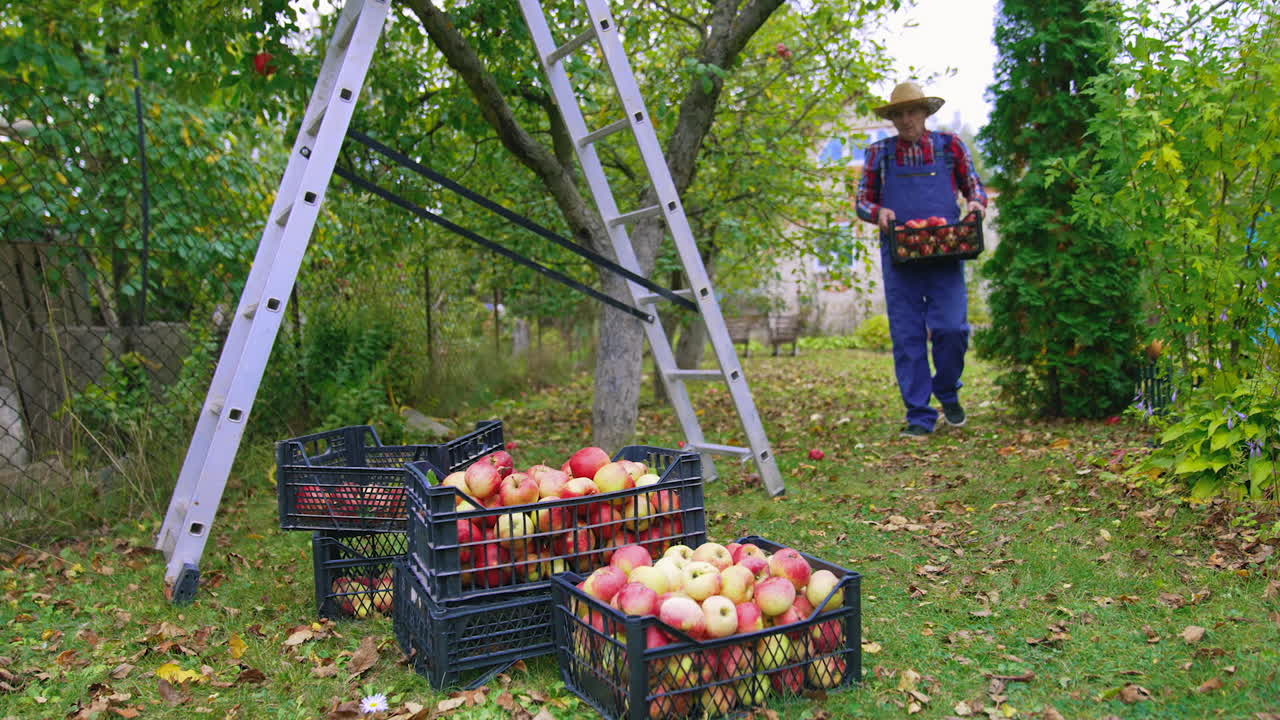 Harvesting fruit in autumn season. Farmer carrying plastic drawers full of fresh apples in the garden. Delicious organic apples in boxes on the ground.