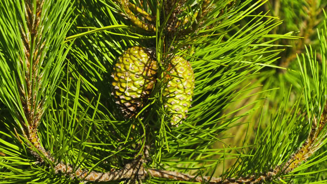 Close-up of two immature green pine cones on pine tree branch gently swaying in wind