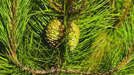 Close-up-of-two-immature-green-pine-cones-on-pine-tree-branch-gently-swaying-in-wind