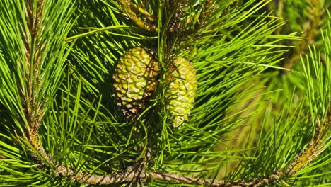 close-up of two immature green pine cones on pine tree branch gently swaying in wind