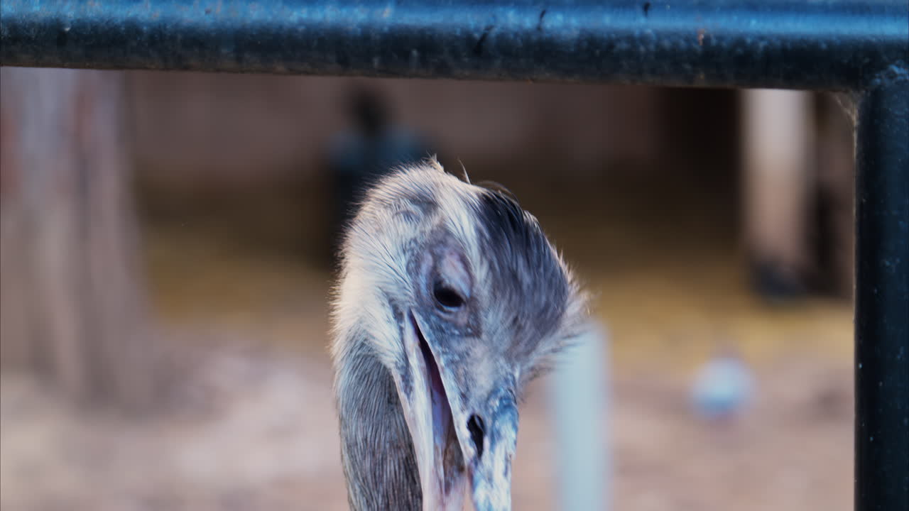 Close up of an ostrich's head on a blurred background