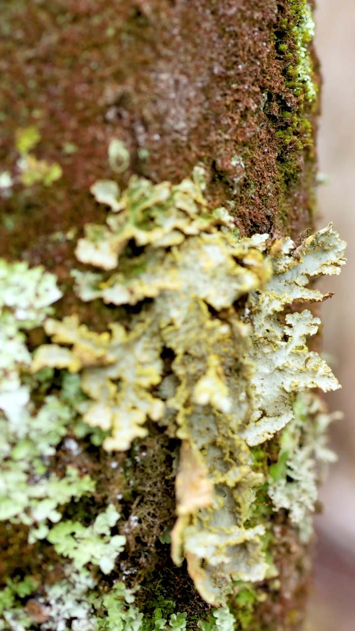Vista macro di lichene sulla corteccia di un albero in una foresta neozelandese, che evidenzia la trama e i colori naturali