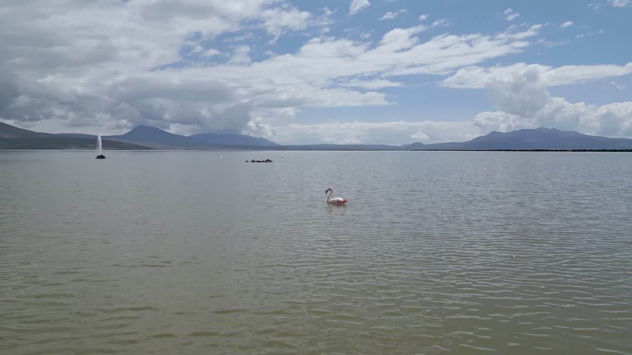 Aerial drone shot capturing a flamingo gracefully swimming in the Salinas Aguada Blanca, with a geyser erupting in the background and dramatic clouds enhancing the high-altitude landscape.
