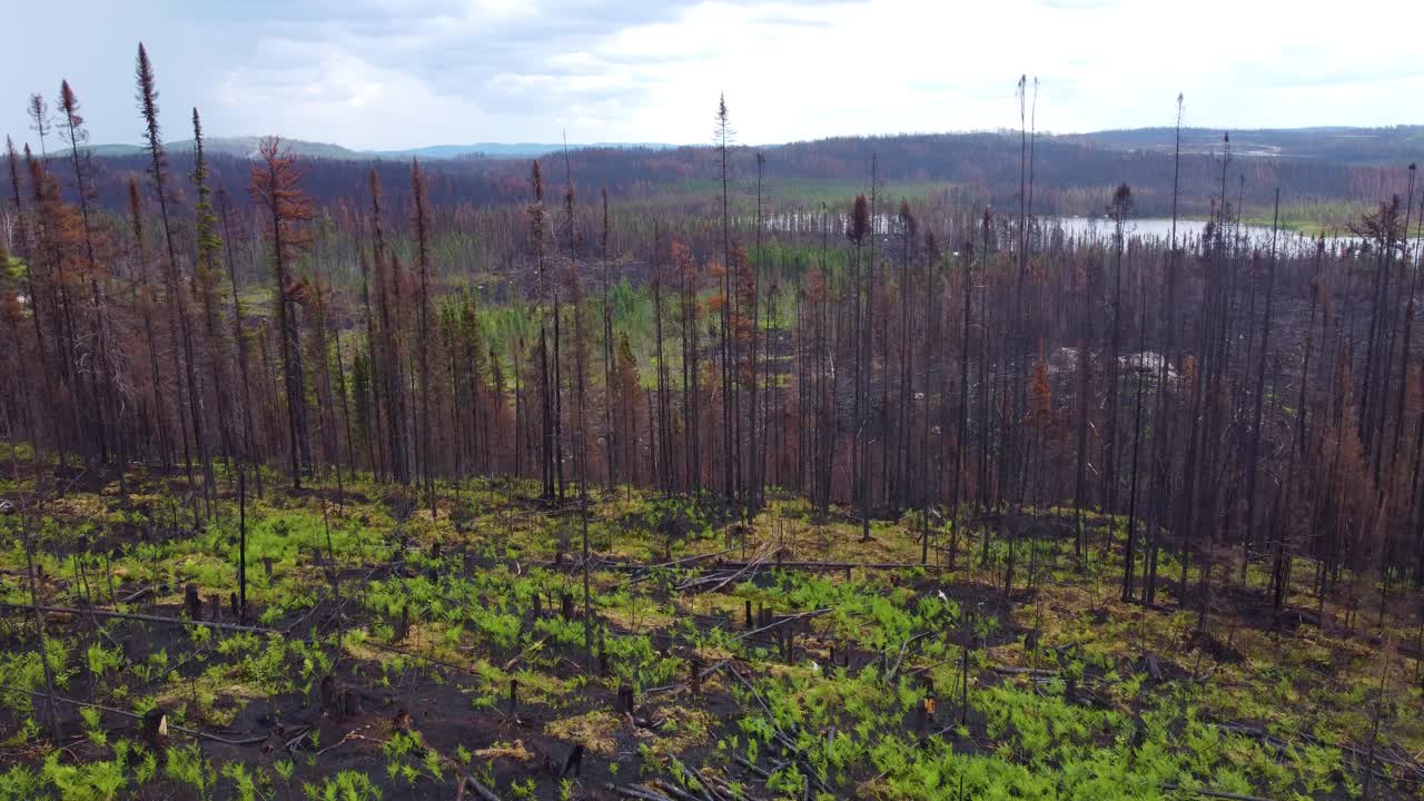 desierto quemado en quebec por un incendio forestal