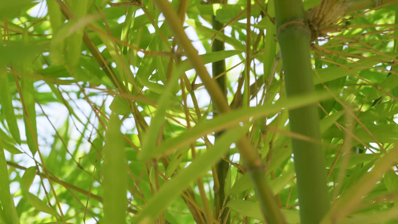 A close-up view of vibrant bamboo leaves swaying in a tropical forest showcasing nature's beauty.