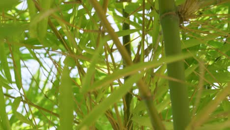a close-up view of vibrant bamboo leaves swaying in a tropical forest showcasing nature's beauty.