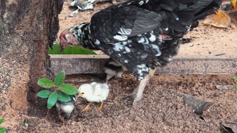 mother hen exploring with chicks