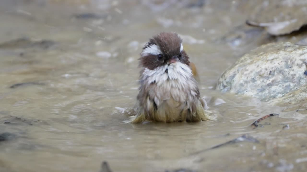 White-browed Fulvetta bird in nepal