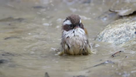 white-browed fulvetta bird in nepal