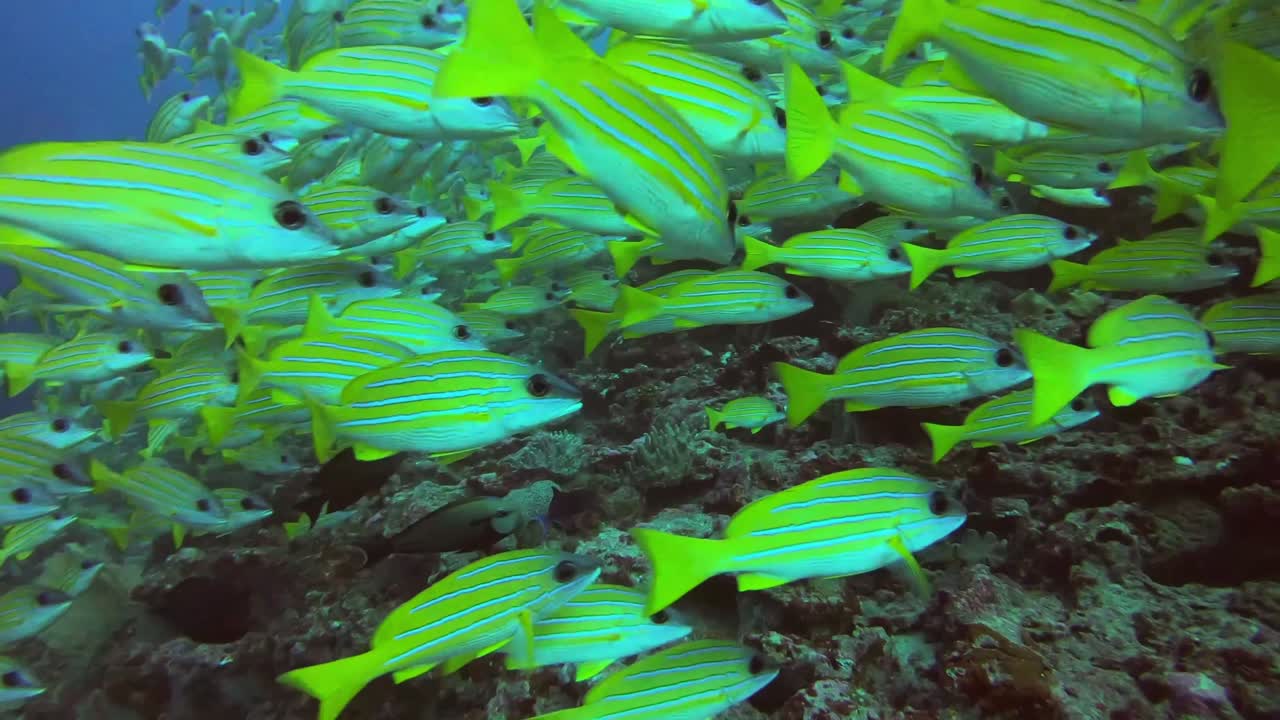 A flock of a small yellow fish close to the reef bottom