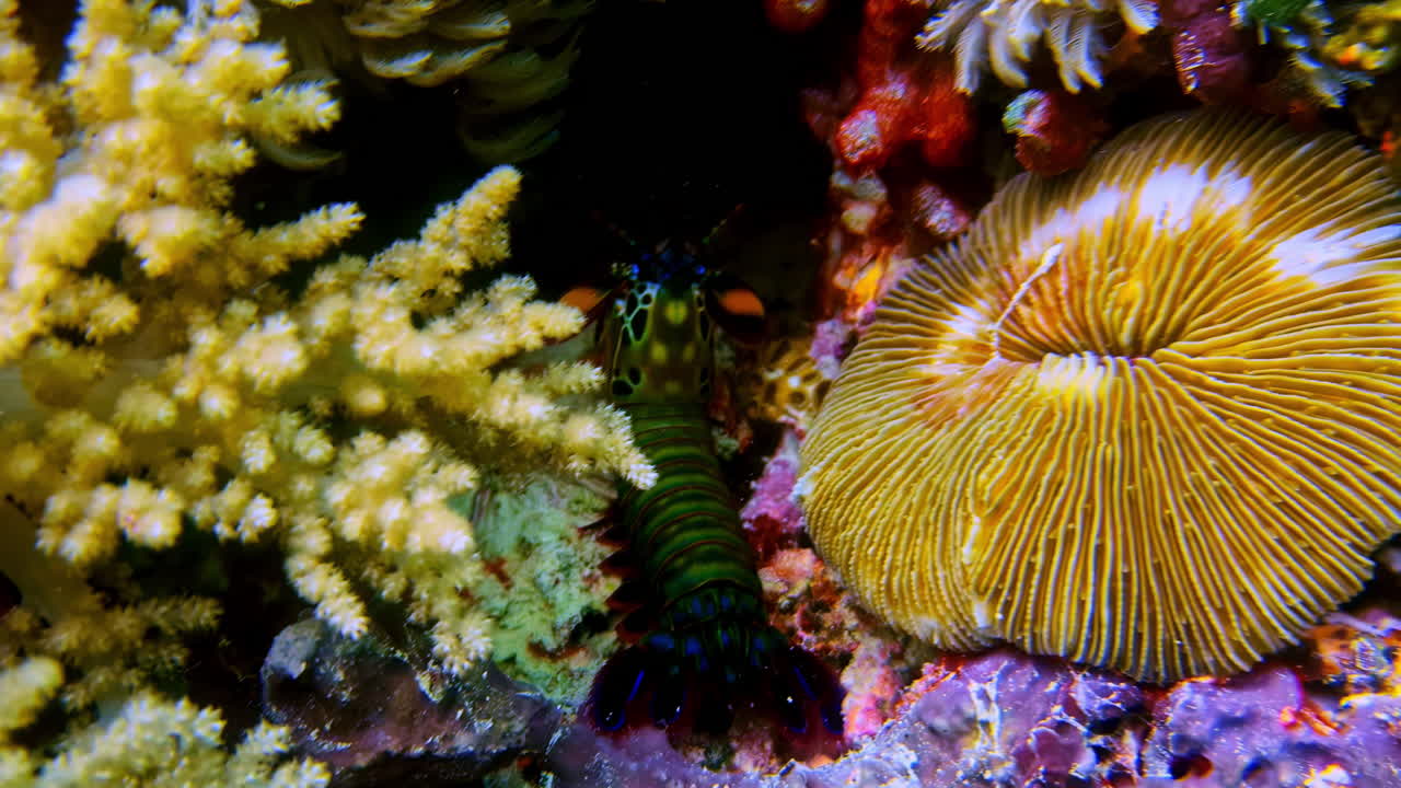 Un gambero mantide pavone emerge brevemente dalla barriera corallina prima di ritirarsi all'avvicinarsi di un subacqueo. Vivace comportamento di un predatore della barriera corallina catturato nelle acque tropicali di Bali.