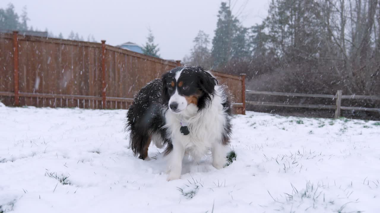 Mini American Shepherd in snowy, fenced backyard with trees. Happy winter scene