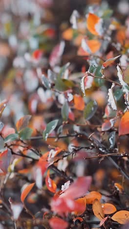 snowy autumn leaves