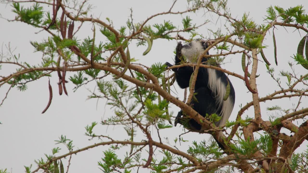 Colobo Colobus guereza, che mangia foglie su un albero, alla ricerca di cibo tra i rami, che vive nel suo habitat naturale nel Parco nazionale delle Cascate Murchison, Uganda, Africa