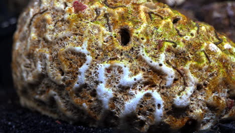 coral cerebro muerto cubierto de algas y gusanos acuáticos