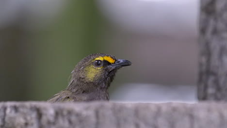 un bulbul de cabeza de paja juvenil asomándose por el tronco de un árbol y volando lejos - cámara lenta