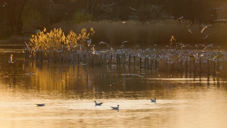 Großer-Vogelschwarm,-Der-In-Zeitlupe-An-Einem-See-Fliegt