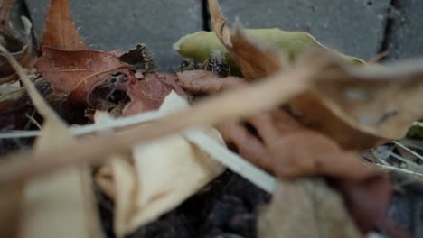 macro closeup of ants working together to move leaf debris across dry forest floor