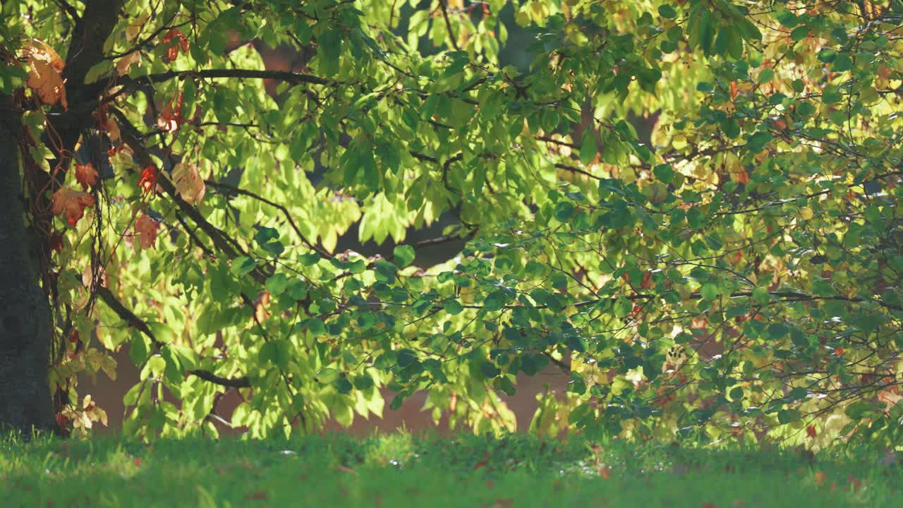 Sunlight reflected from the water dances on the autumn leaves of the magnificent oak tree transitioning from green to yellow dangle over a peaceful lake.