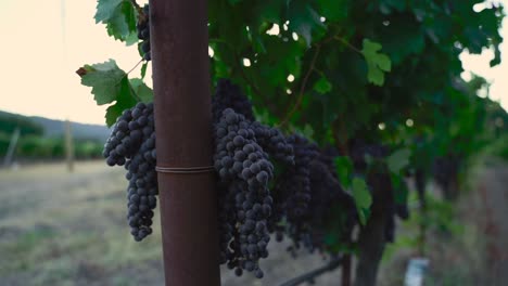 Panning-to-the-side-on-a-stack-of-grapes-in-the-Napa-valley