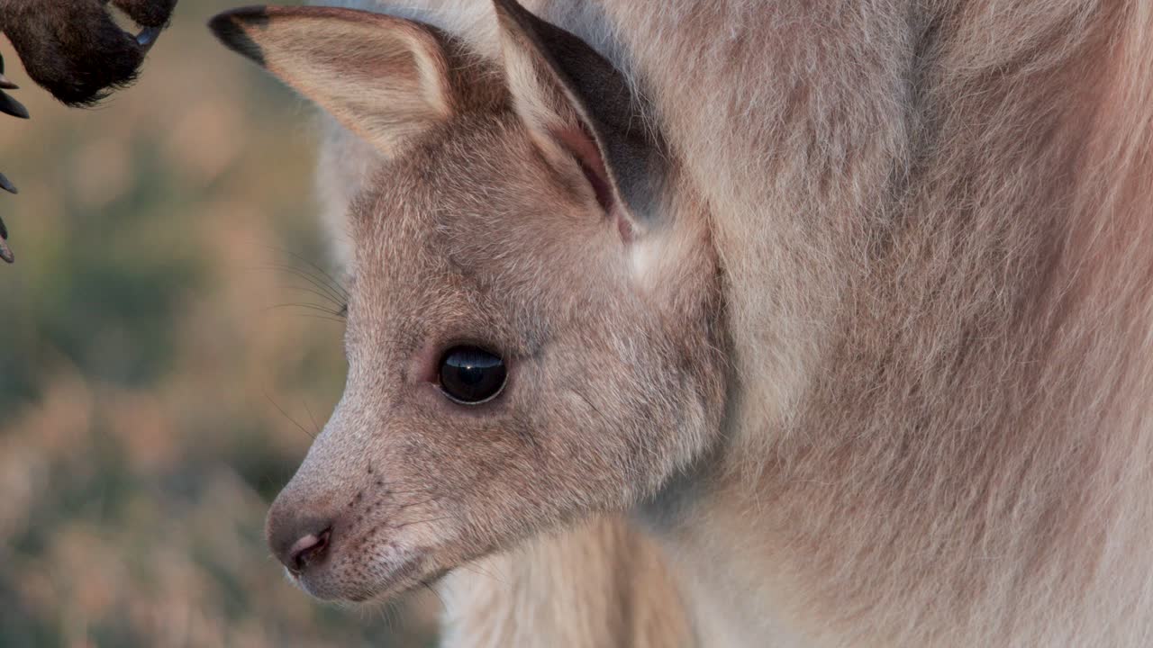 A close-up of a kangaroo joey peering from its mother's pouch in warm sunset light, with a soft, natural background and minimal camera movement